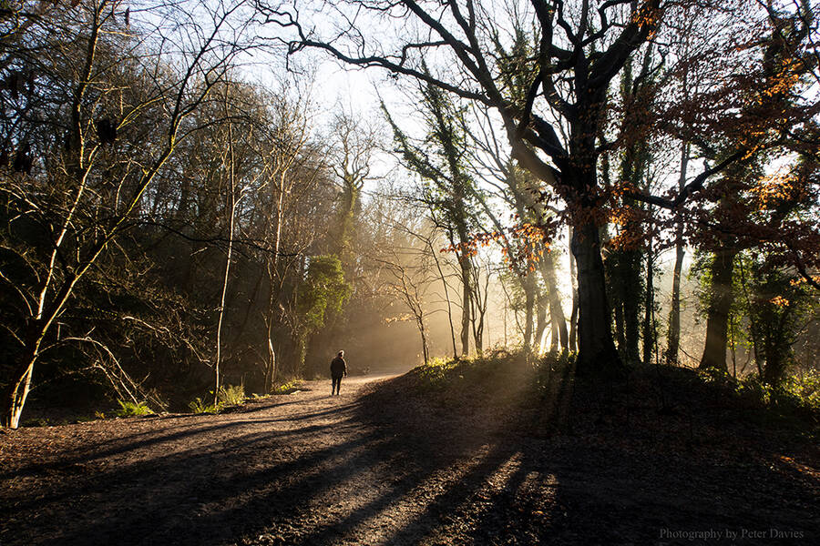 photographer Peter Davies landscape  photo. early morning walk through the woods.