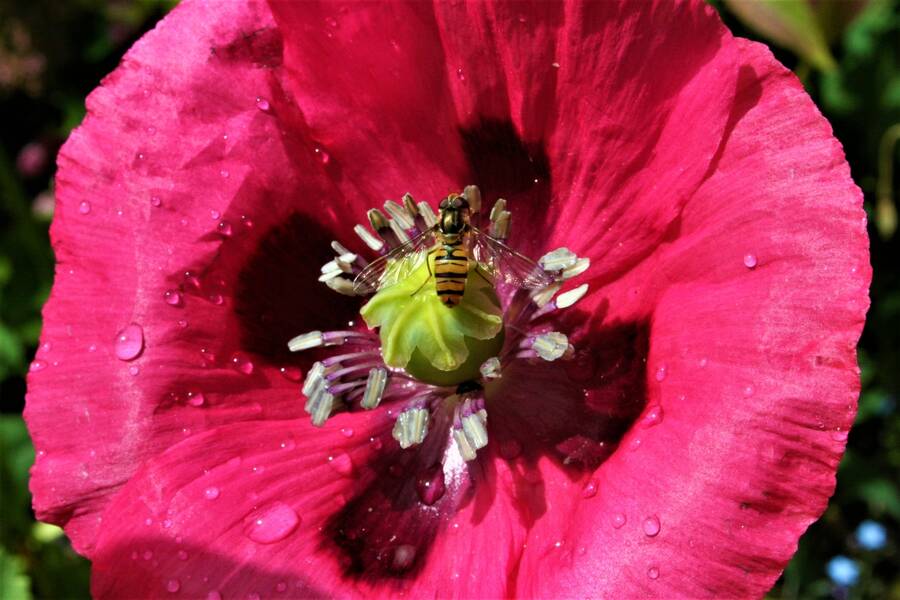 photographer Icu images macro  photo