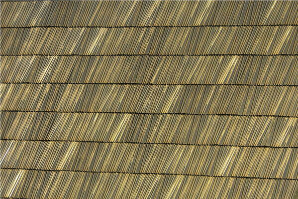 photographer Bitten by the Bug abstract  photo taken at Museu de les Ciencies, Valencia, Spain