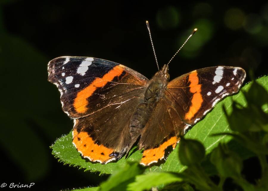 photographer BrianP macro  photo