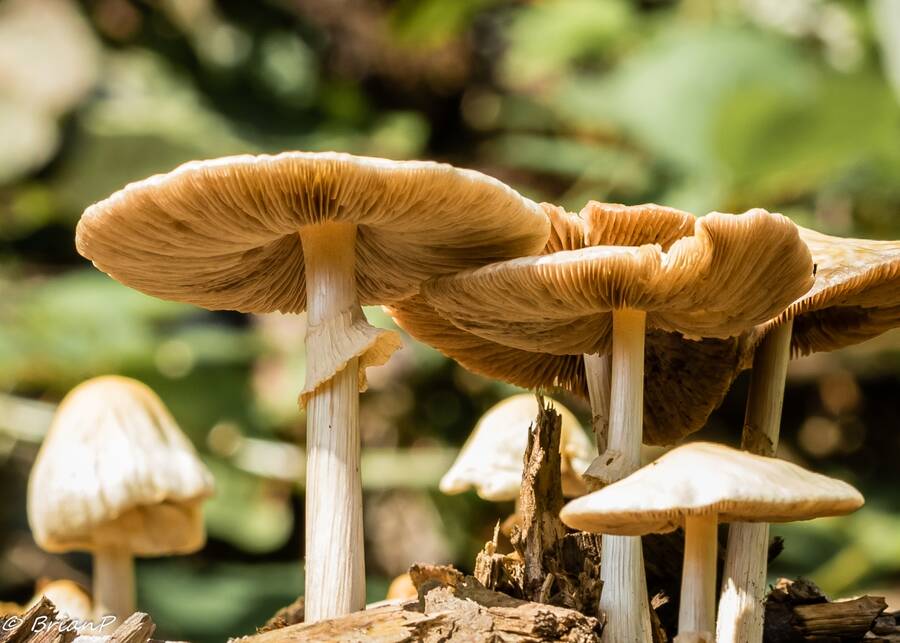 photographer BrianP macro  photo