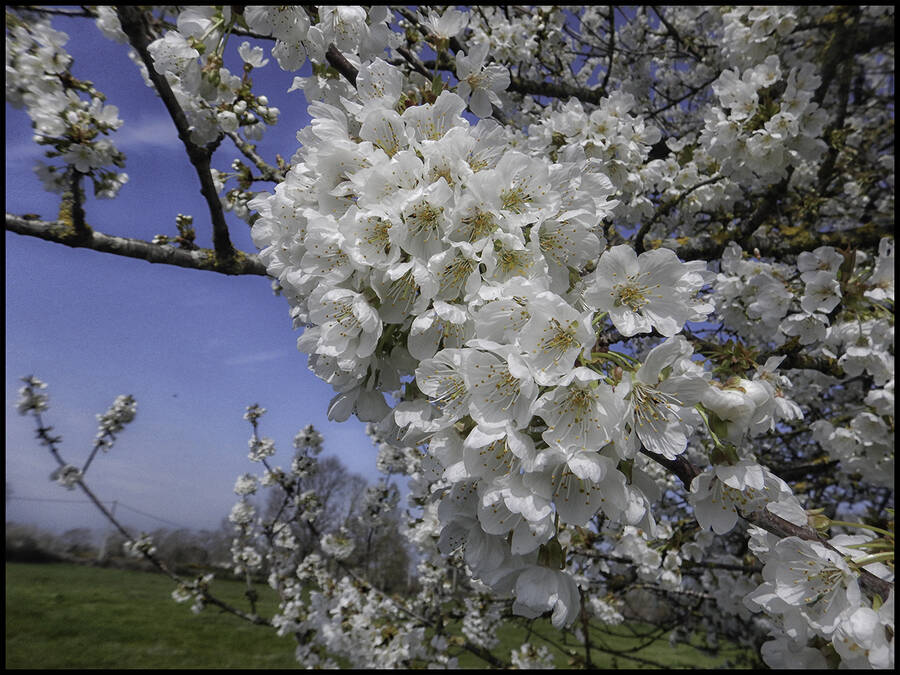 photographer Seano macro  photo