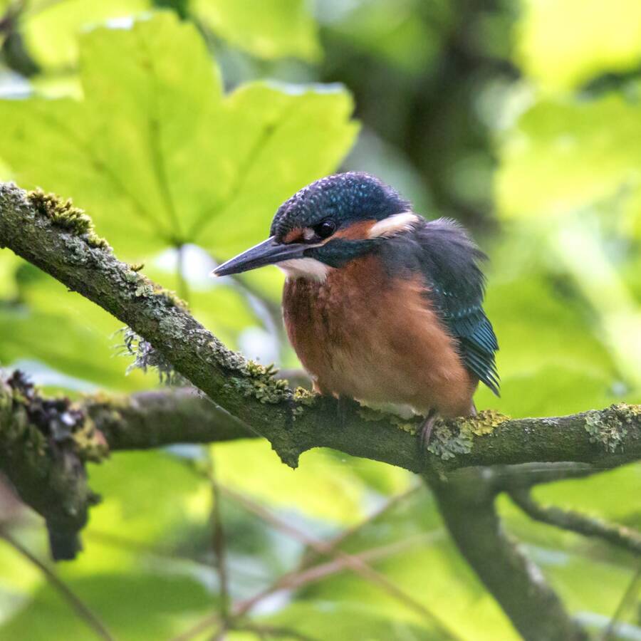 photographer The Opportunist uncategorized  photo