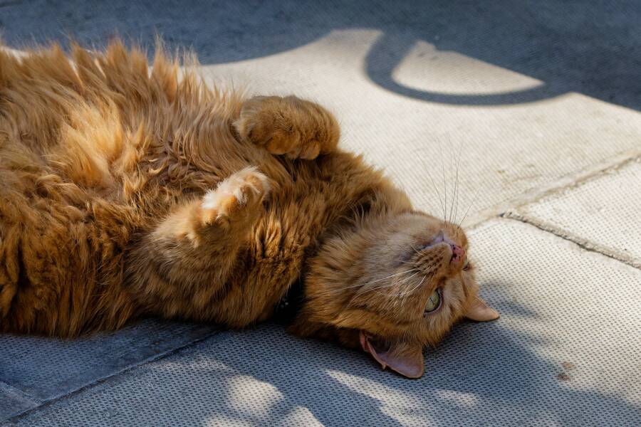 photographer dntphotographs portraiture  photo. the ginger ninja relaxing in the summer sunshine.