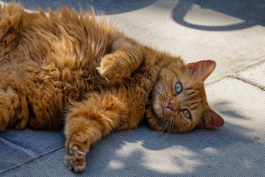 photographer dntphotographs portraiture  photo