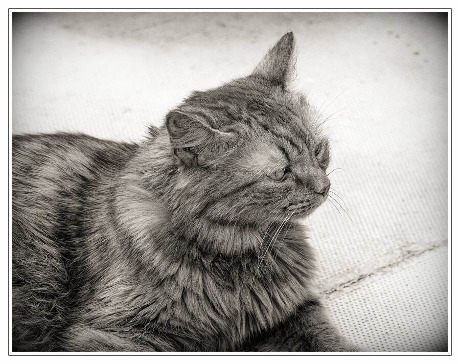 photographer dntphotographs animals  photo