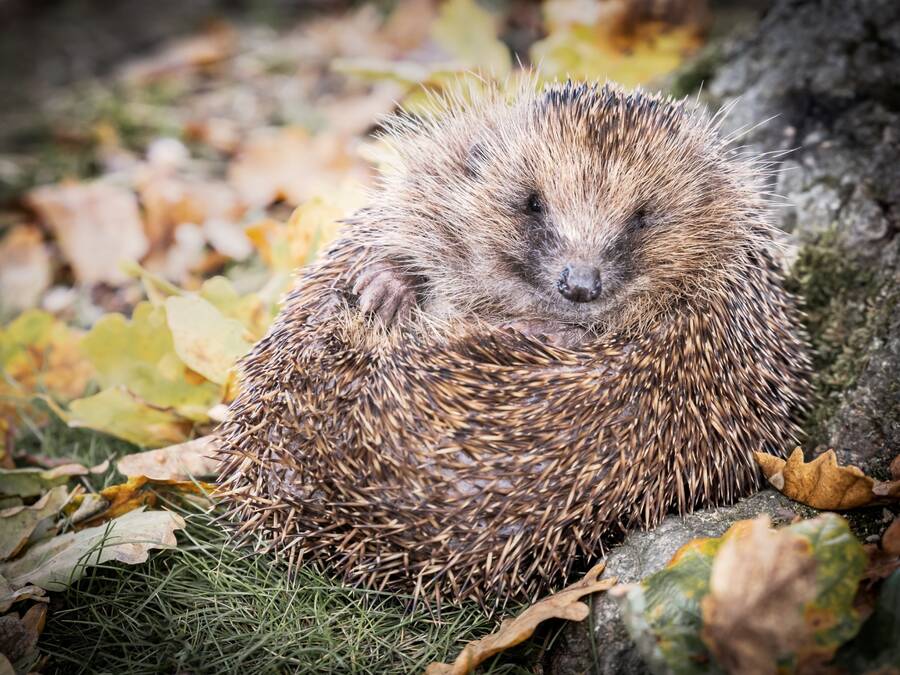 photographer Steve wildlife  photo