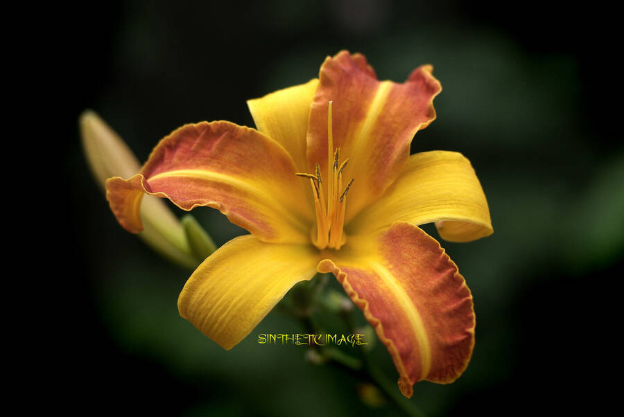 photographer sintheticimage uncategorized  photo