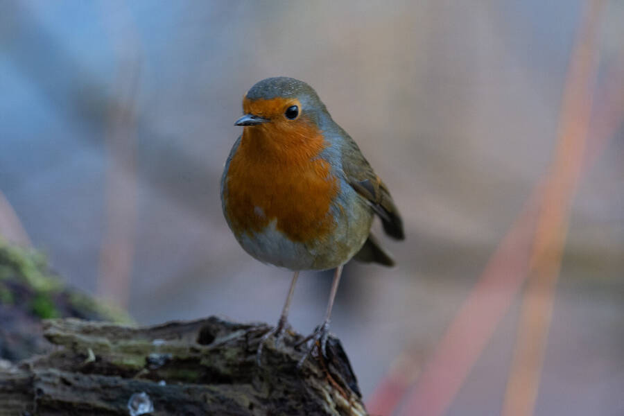 photographer Coulson Photography wildlife  photo