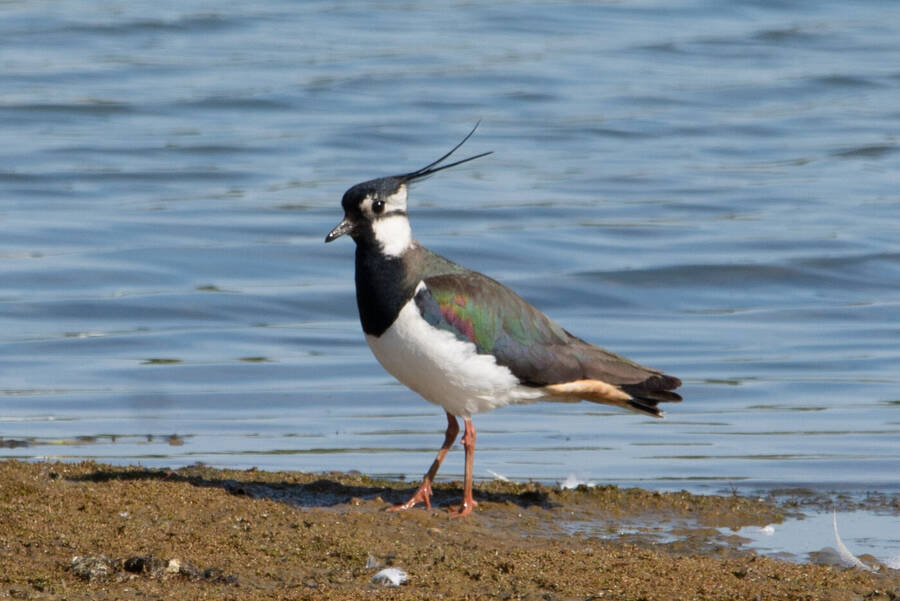 photographer Coulson Photography wildlife  photo