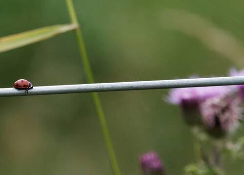 photographer Nomad wildlife modelling photo