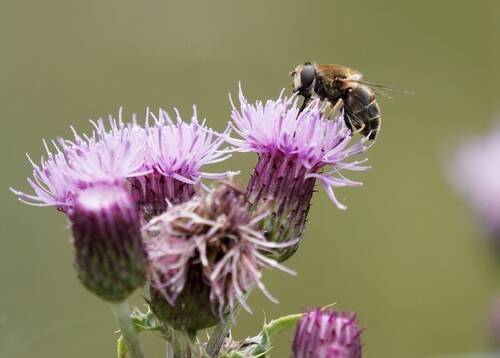 photographer Nomad wildlife modelling photo taken at Local Moor