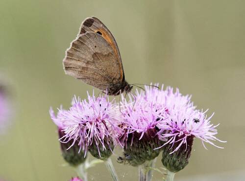 photographer Nomad wildlife modelling photo taken at Local Moor
