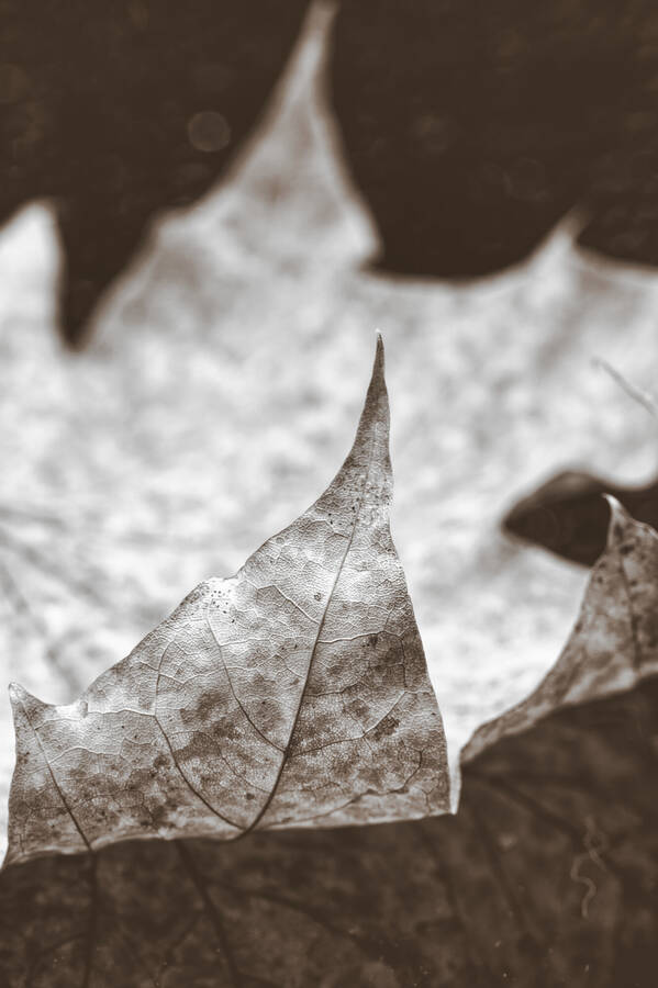 photographer dntphotographs macro  photo taken at Darlington