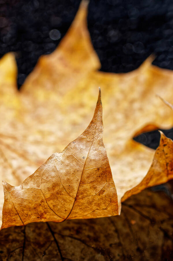 photographer dntphotographs macro  photo taken at Darlington