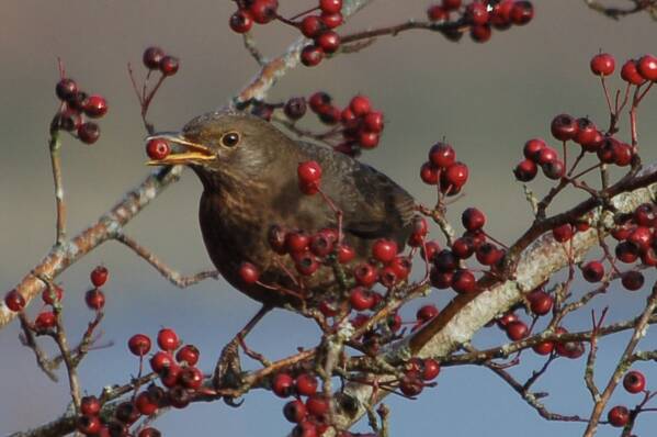photographer Abstract Photo wildlife  photo