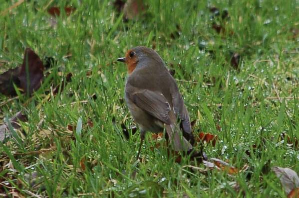 photographer Abstract Photo wildlife  photo
