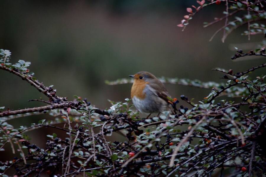 photographer Abstract Photo wildlife  photo