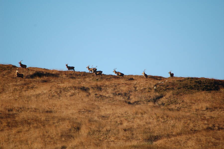 photographer Abstract Photo wildlife  photo