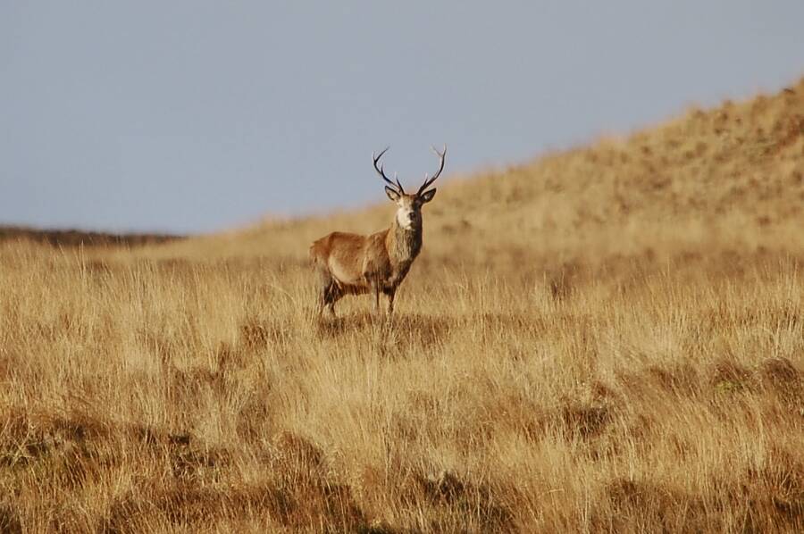 photographer Abstract Photo wildlife  photo