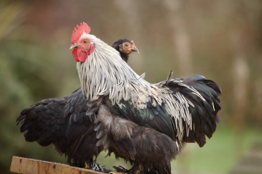 photographer Abstract Photo wildlife  photo