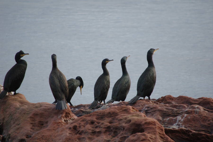 photographer Abstract Photo wildlife  photo