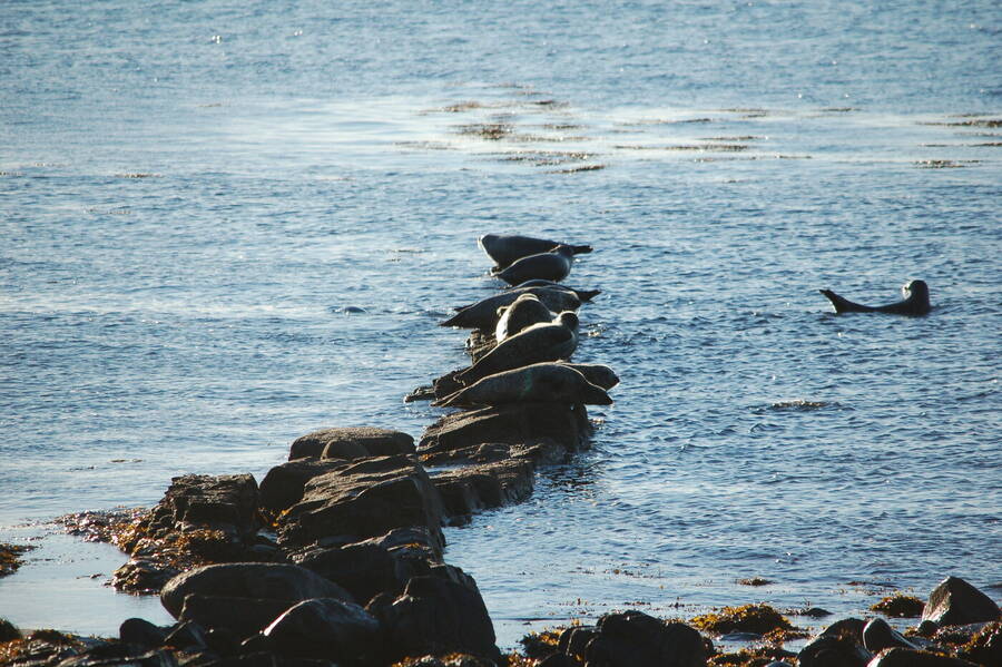 photographer Abstract Photo wildlife  photo