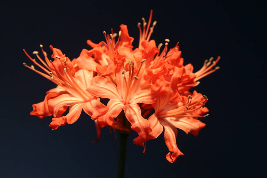 photographer Myddleton still life  photo taken at exbury  Gardens