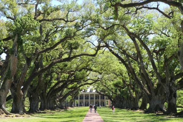 photographer Bitten by the Bug uncategorized  photo. the avenue of trees serves a practical purpose by funnelling cooling breezes from the river to the plantation house  the house itself is a shotgun house ie it has a single long hallway running uninterrupted 