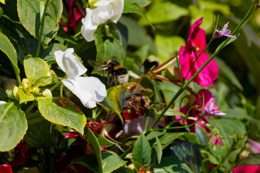 photographer dntphotographs wildlife  photo. bumble bee polinating a flower.
