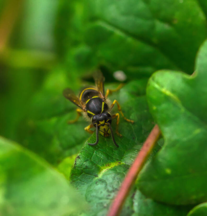 photographer dntphotographs wildlife  photo