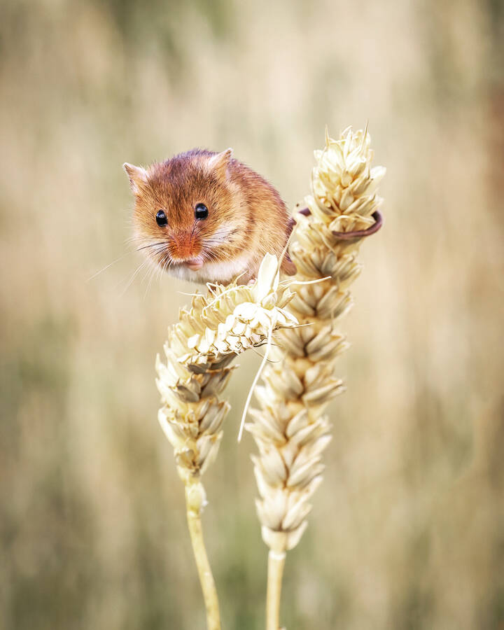 photographer Steve wildlife  photo