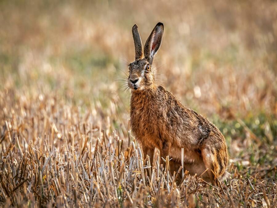 photographer Steve wildlife  photo