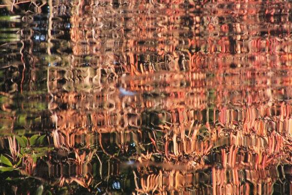 photographer Bitten by the Bug abstract  photo