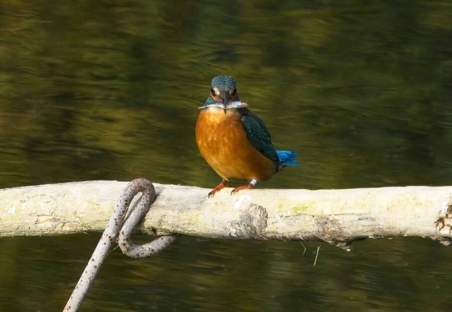 photographer Nomad wildlife  photo