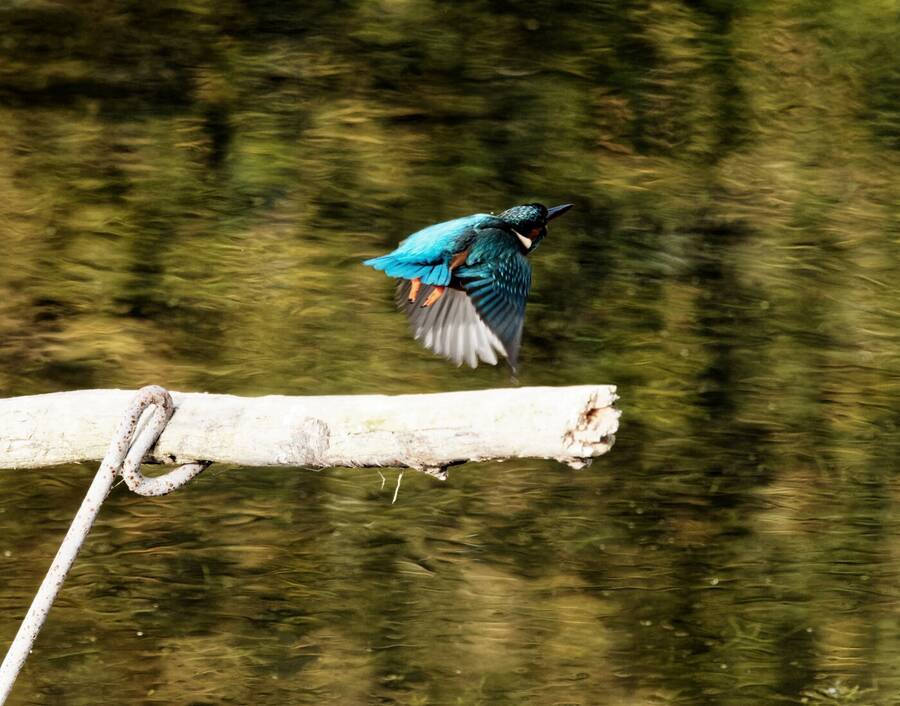 photographer Nomad wildlife  photo taken at Local Bird Hide