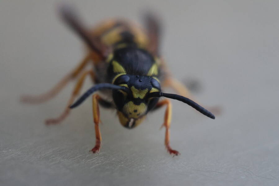 photographer Fotopicto macro  photo