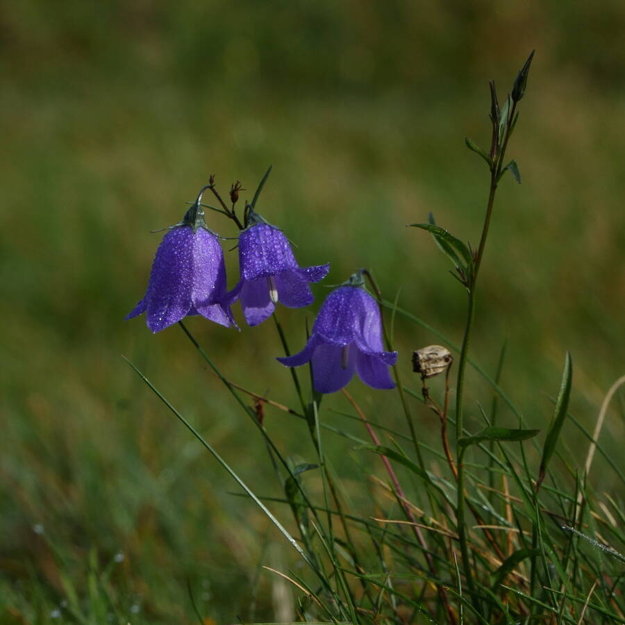 photographer photoSTOPms macro  photo