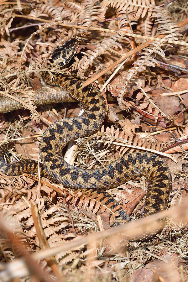 photographer KIboko wildlife  photo taken at Surrey