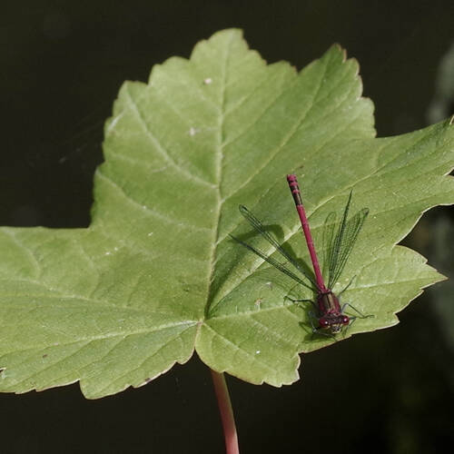 photographer Fotochawes wildlife modelling photo