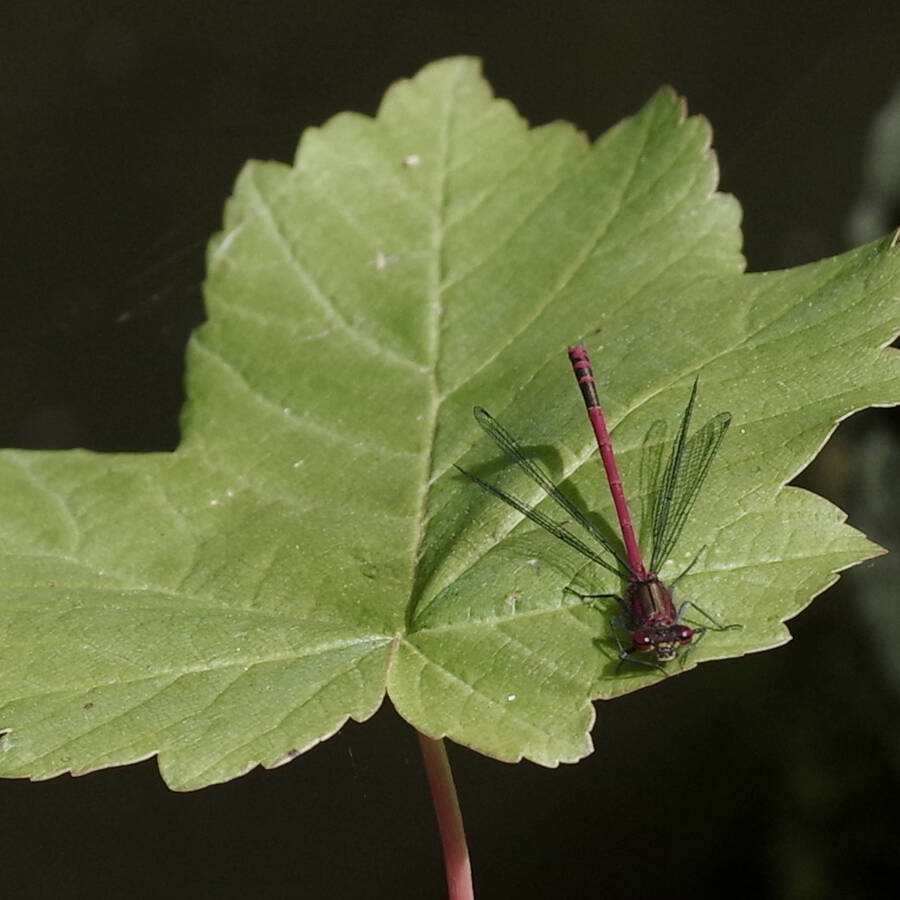 photographer Fotochawes wildlife modelling photo