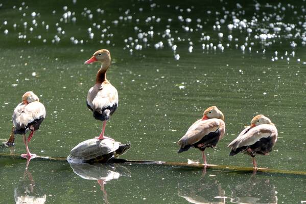 photographer Bitten by the Bug wildlife  photo. the blackbellied whistling duck formerly known as the blackbellied tree duck is native to parts of the americas but has expanded its range in the last two to three decades and in louisiana is regarded by some as 