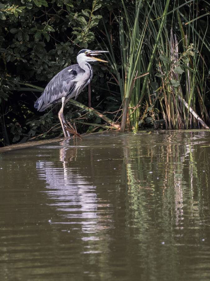 photographer Steve wildlife  photo