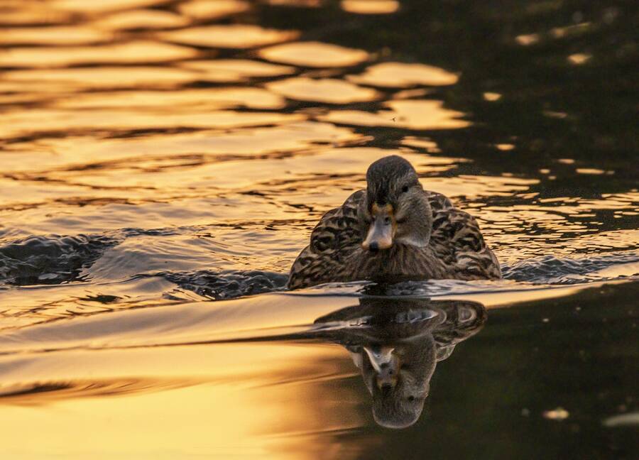 photographer The Opportunist wildlife modelling photo