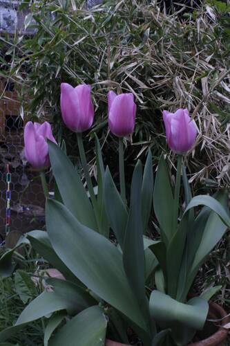 photographer Skycatcher still life  photo taken at Northamptonshire