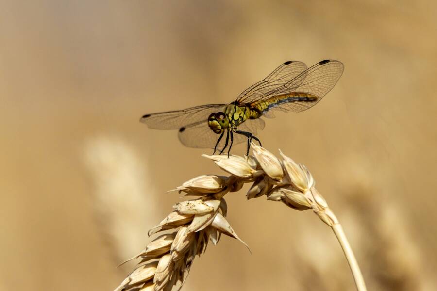 photographer The Opportunist wildlife modelling photo