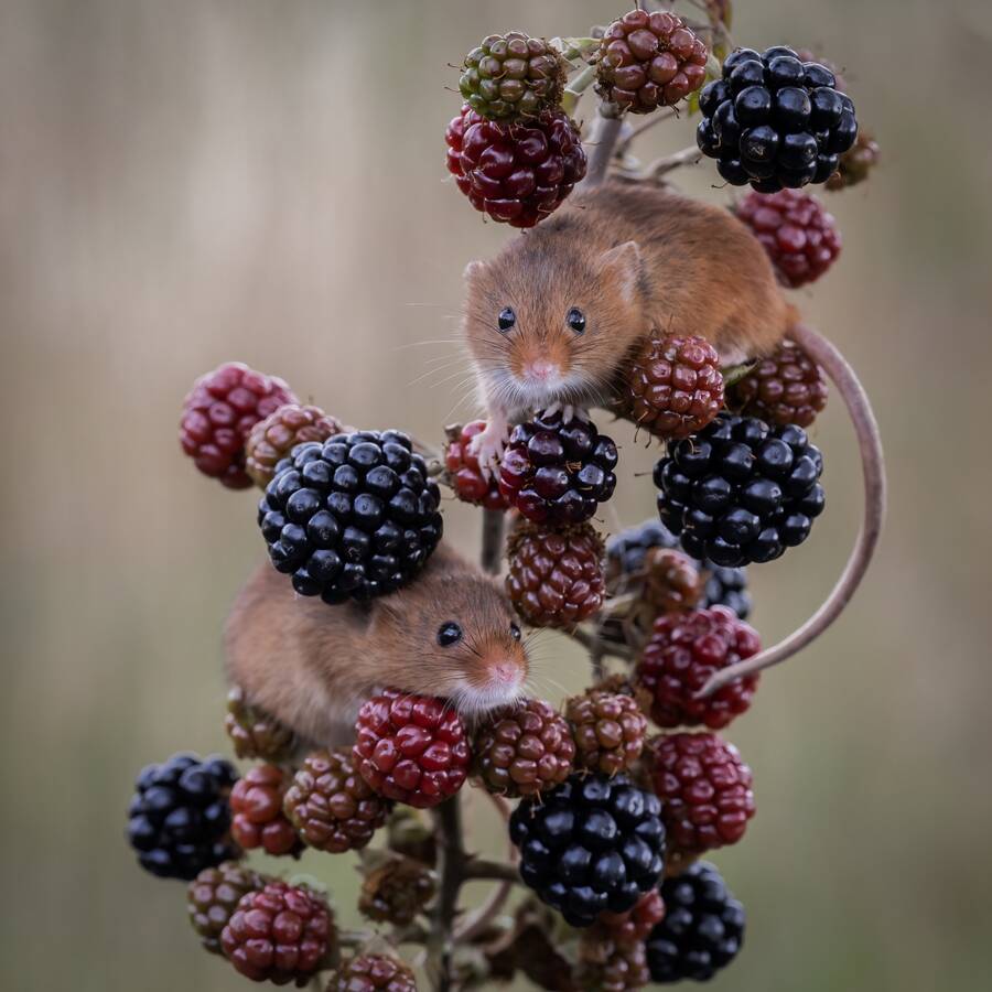 photographer Steve wildlife  photo