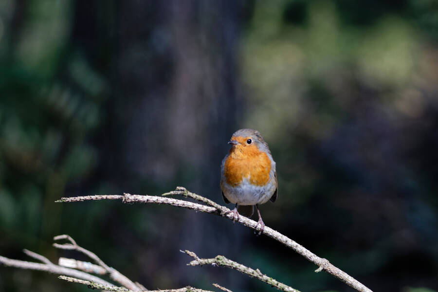 photographer dntphotographs wildlife  photo taken at @dntphotographs