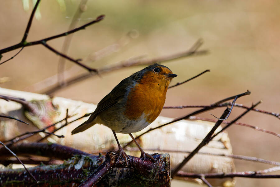 photographer dntphotographs wildlife  photo