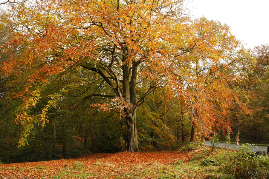 photographer WPNPHOTOIMAGES landscape  photo taken at Delamere Forest
